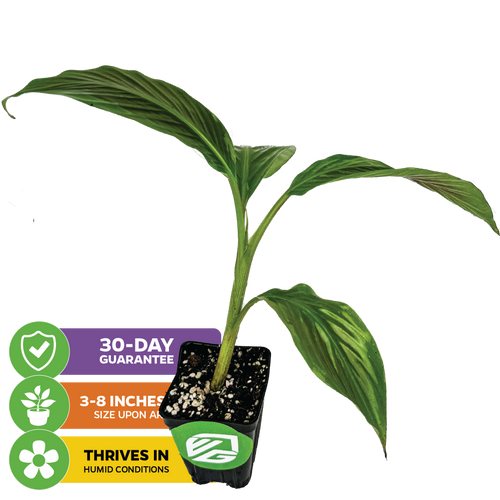 The Wellspring Gardens Bordelon Red Ornamental Banana - Musa features lush red-purple foliage, arrives 3–8 inches tall in a small black pot, thrives in humidity, and comes with a 30-day guarantee.