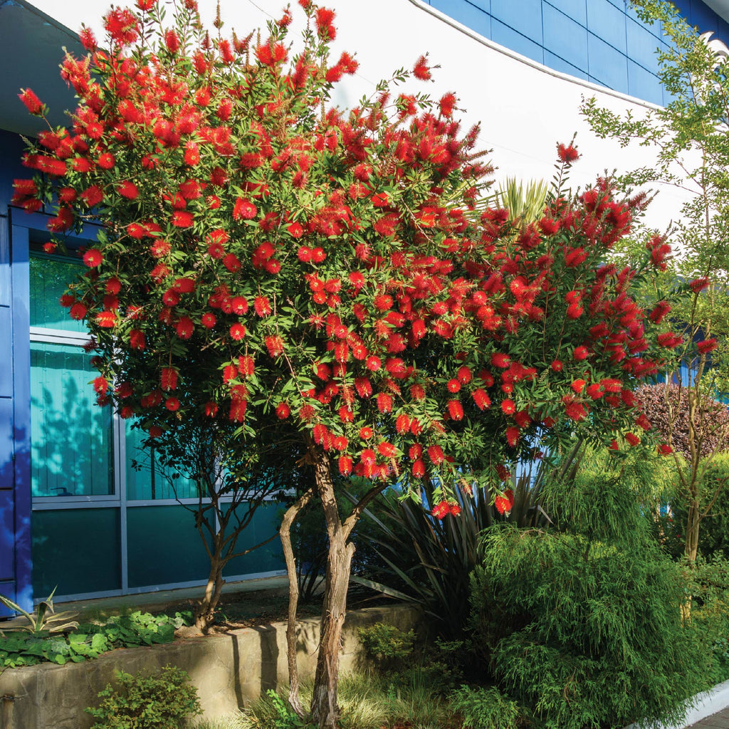 Red Cluster Bottlebrush Tree - Callistemon rigidus (Supreme)