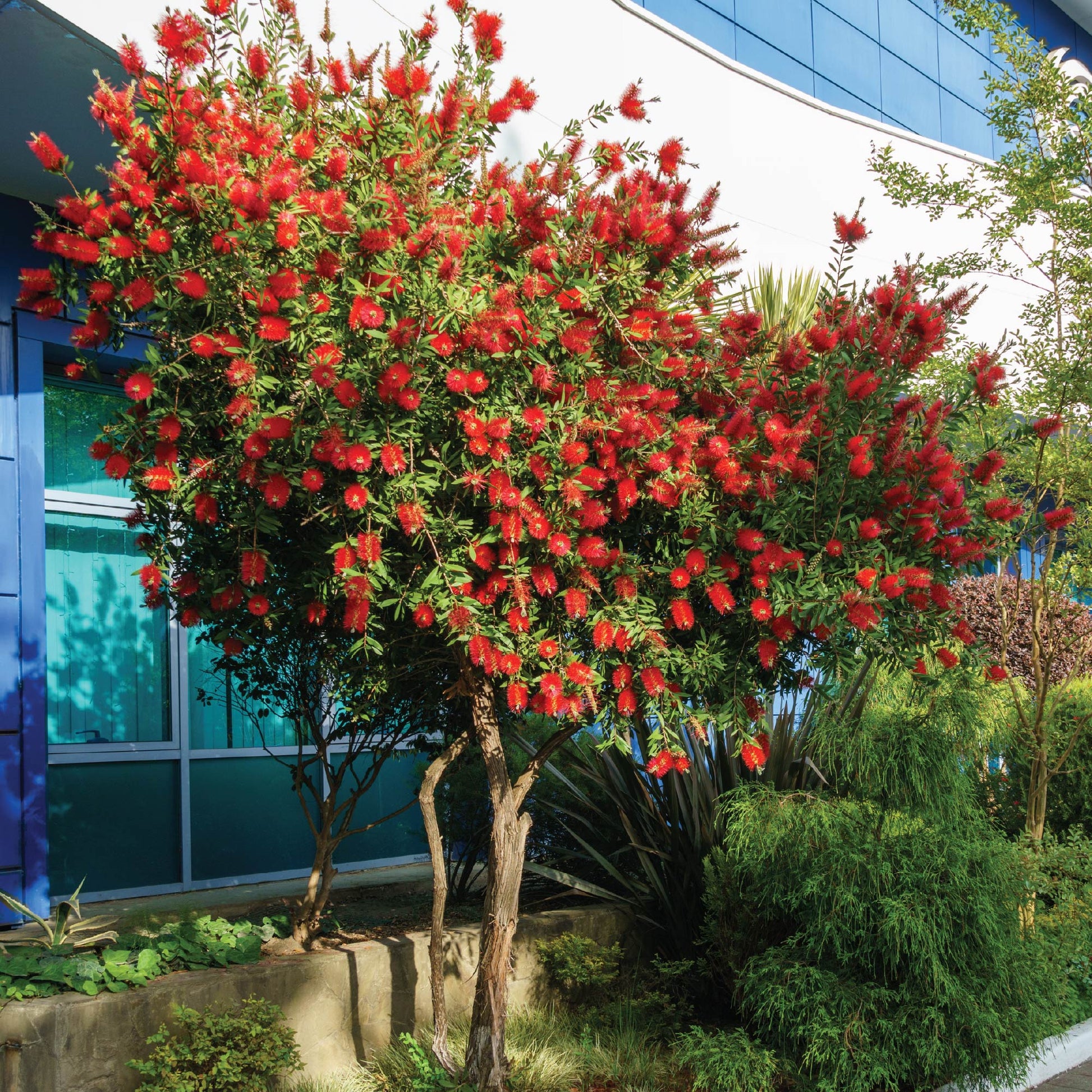 Red Cluster Bottlebrush Tree - Callistemon rigidus (Supreme)