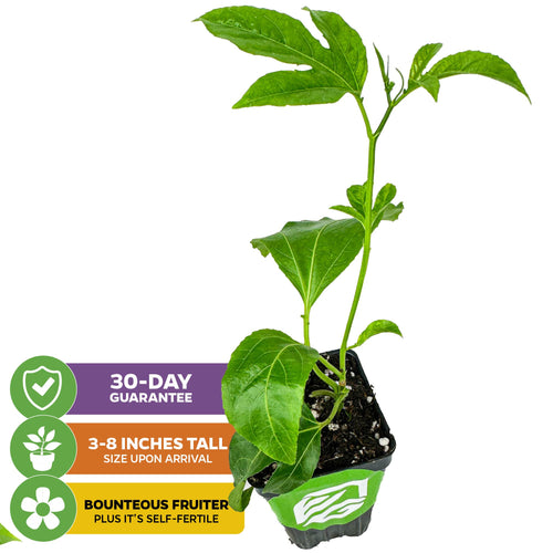 The Bounty Passion Fruit Plant (Passiflora) by Wellspring Gardens arrives 3–8" tall in a small black pot, is self-fertile, offers bountiful fruiting, and comes with a 30-day guarantee.