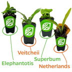 The Wellspring Gardens Bundle includes four small potted Staghorn Ferns—Elephantotis, Netherlands, Superbum, and Veitchii—each clearly labeled with green and orange text linking their names to the corresponding plant.