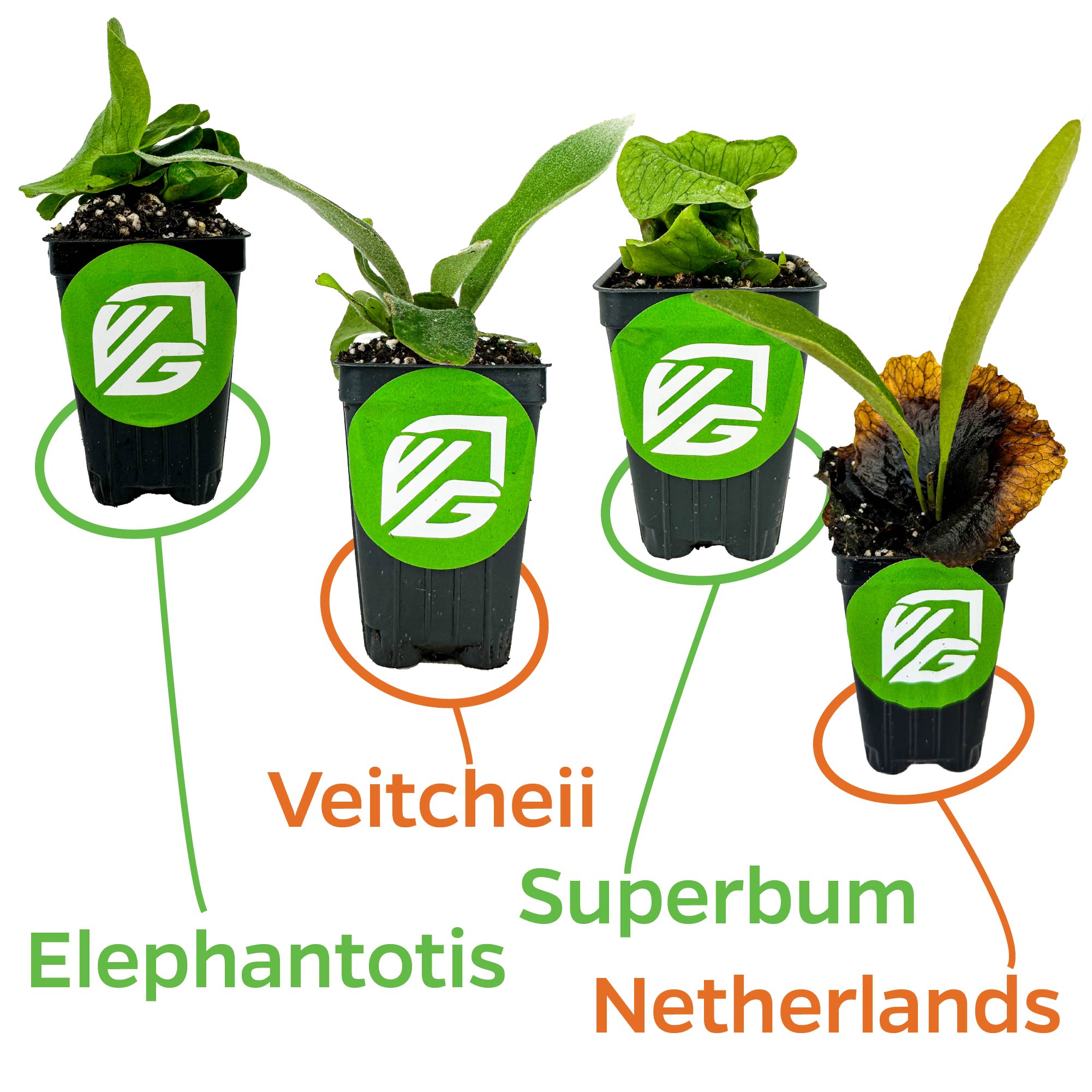 The Wellspring Gardens Bundle includes four small potted Staghorn Ferns—Elephantotis, Netherlands, Superbum, and Veitchii—each clearly labeled with green and orange text linking their names to the corresponding plant.