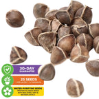 Moringa Tree Seeds (Moringa oleifera) - Pack of 25