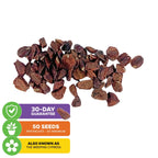 Kashmir Cypress Tree Seeds (Cupressus cashmeriana) - Pack of 50