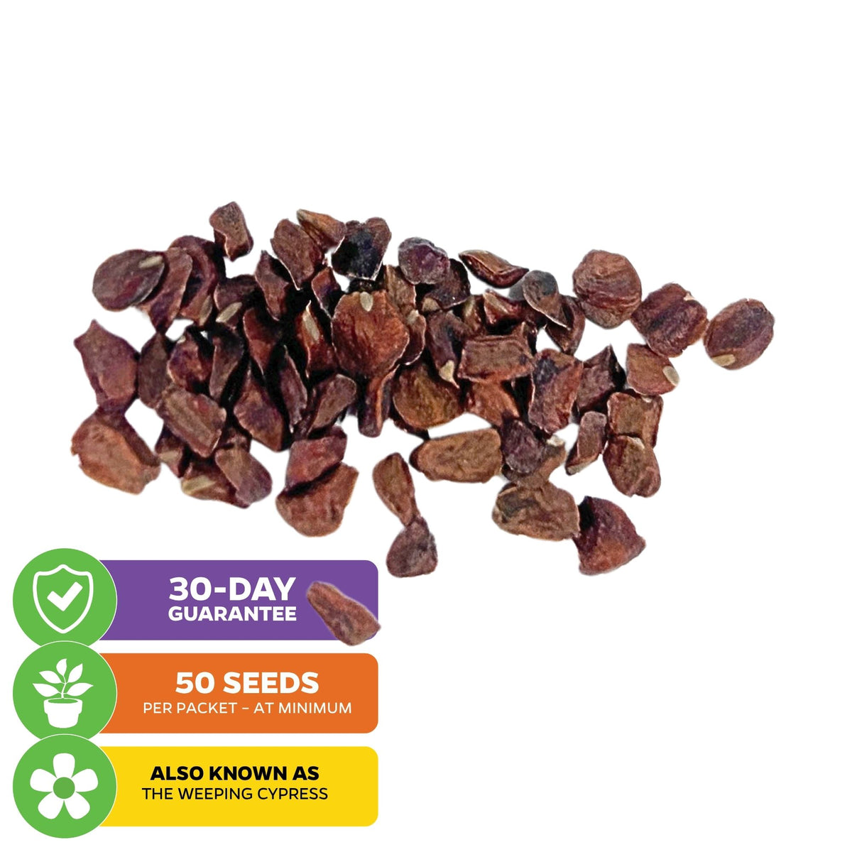 Kashmir Cypress Tree Seeds (Cupressus cashmeriana) - Pack of 50