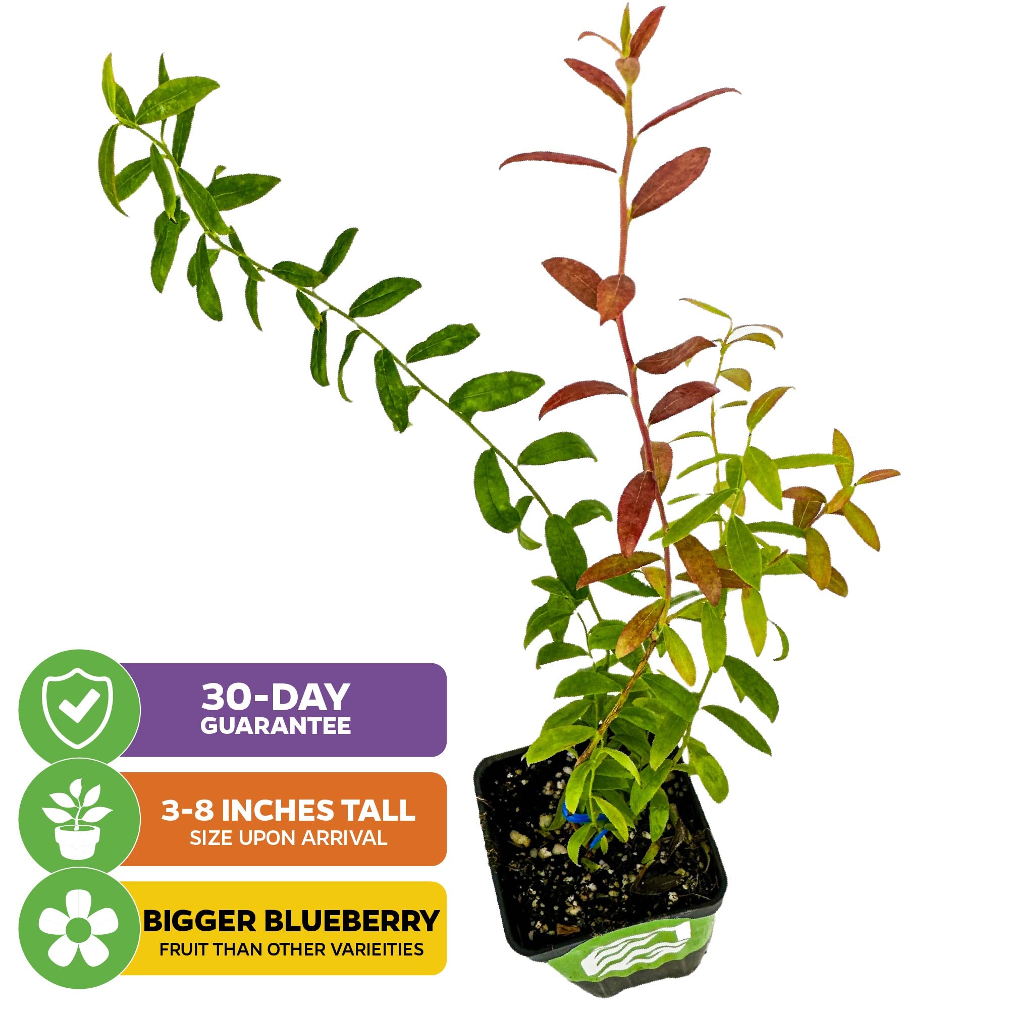pot size for blueberry plant Darrow Blueberry