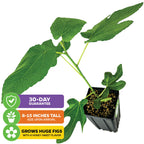 The Deanna Fig Tree - Ficus carica by Wellspring Gardens arrives 8-15" tall in a small black pot with green leaves, healthy stems, and is covered by a 30-day guarantee. Grows large, sweet honey-flavored figs.