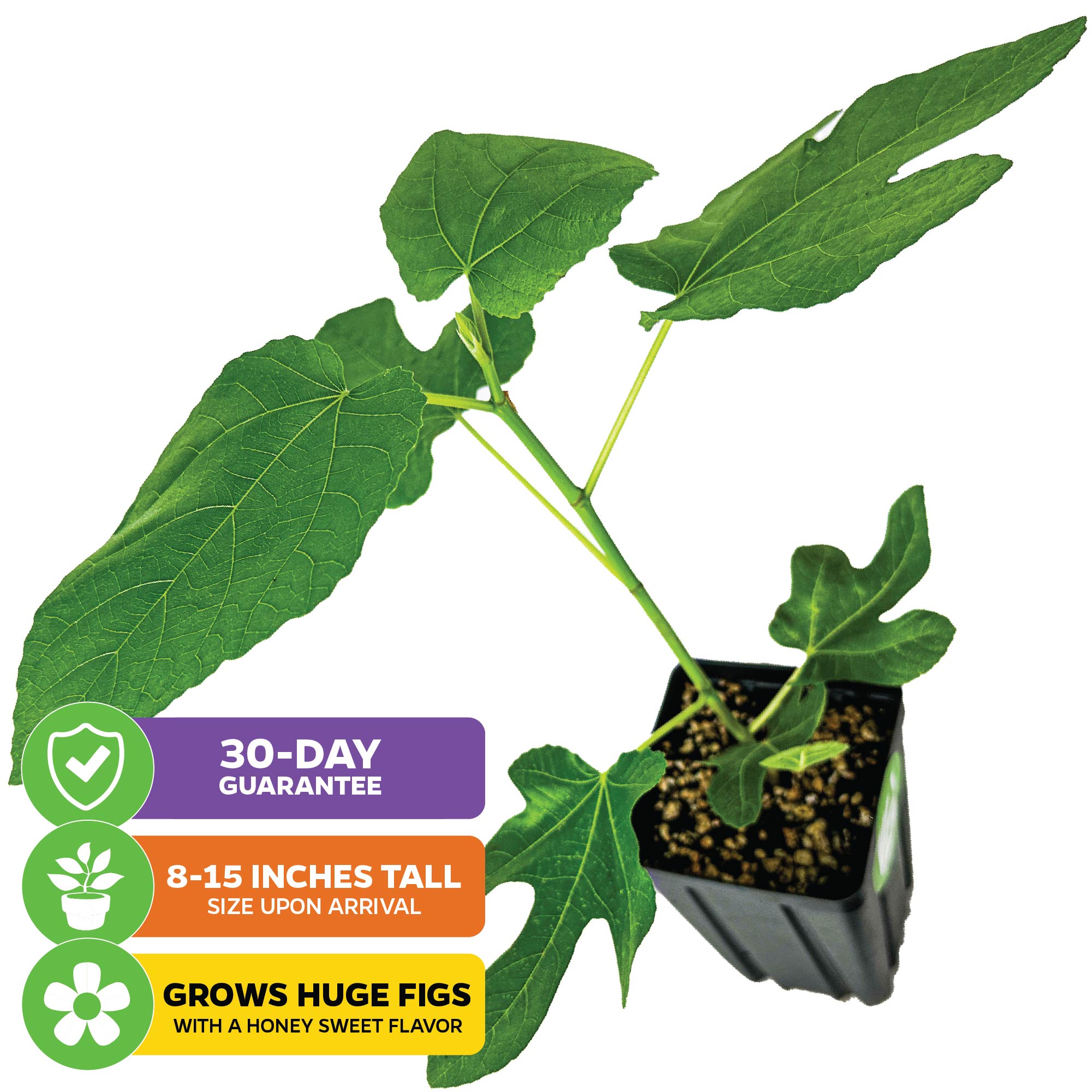 Deanna Fig Tree - Ficus carica