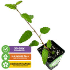 A small potted Florida Teabush (Pyramid Bush) by Wellspring Gardens, 3-8 inches tall upon arrival. Includes colored labels: 30-day guarantee, size on delivery, and top cultivar for Florida gardens.
