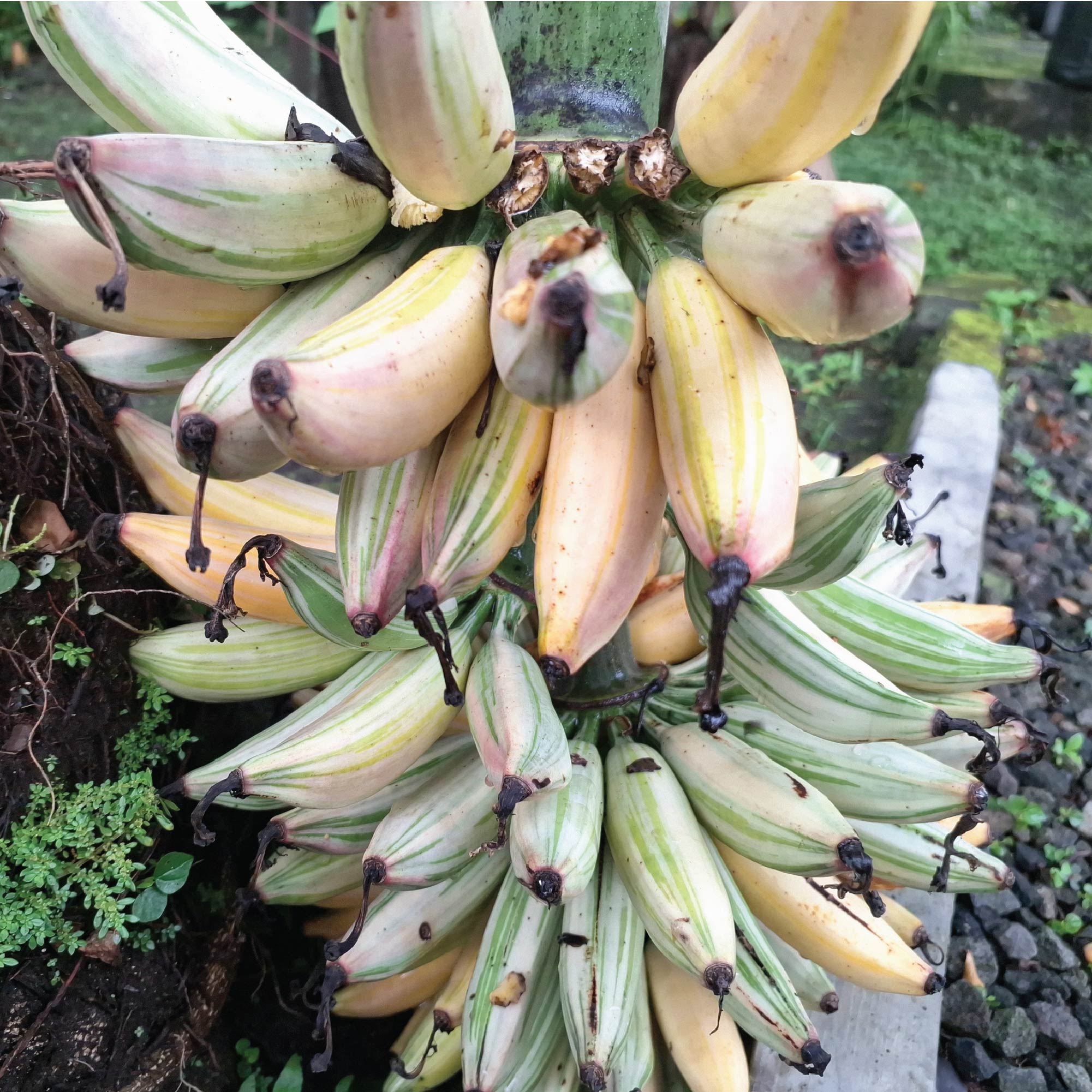 Florida Variegated Banana (1-Gallon) - Musa × paradisiaca