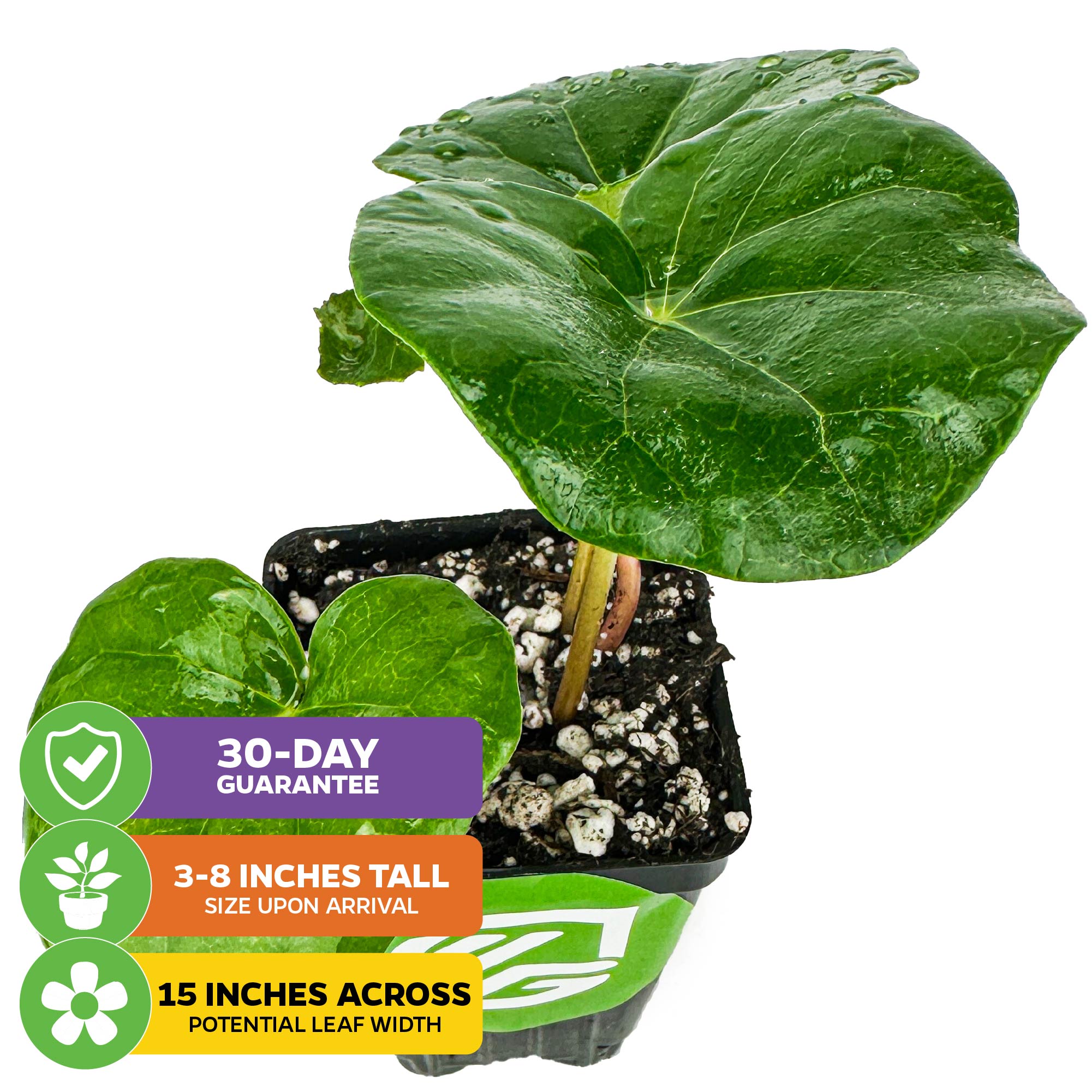 Tractor Seat Plant (Leopard Plant) - Farfugium japonicum var