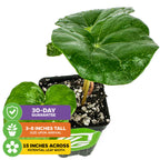 A young Wellspring Gardens Tractor Seat Plant (Leopard Plant) – Farfugium japonicum var. Gigantea, arrives 3-8" tall with large round leaves (up to 15" wide), in soil, plus a 30-day guarantee.