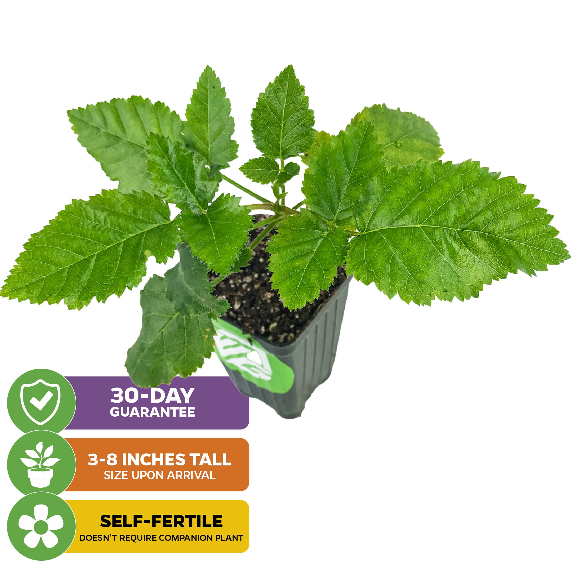 The Wellspring Gardens Prime-Ark Freedom Blackberry (Rubus) is a small potted plant with green, serrated leaves. Arrives 3-8" tall, self-fertile primocane-fruiting thornless variety. Includes a 30-day guarantee for your peace of mind.