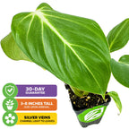 A Wellspring Gardens Philodendron Gloriosum, a hardy houseplant with broad green leaves and silver veins, comes in a small black pot. It’s 3–8 inches tall, air purifying, and includes a 30-day guarantee.