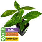 A Wellspring Gardens Grumichama (Brazilian Cherry) Tree in a black pot, 8–15 inches tall on arrival, 30-day guarantee—Colorful icons included.
