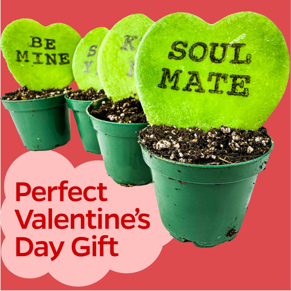 Bundle (4) of Valentine's Day Hoya Sweethearts with printed messages - Hoya Kerrii