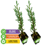 Four small Wellspring Gardens Italian Cypress trees (Cupressus sempervirens), each 3-8" tall, arrive upright with a 30-day guarantee and can live up to 1,000 years—ideal for a classic privacy screen.