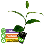The Jackfruit Yellow Crunchy (Artocarpus heterophyllus) by Wellspring Gardens is a small potted plant with green leaves, 3–8 inches tall. Icons highlight: 30-day guarantee, size on arrival, and jackfruit inspiration from South Asia.