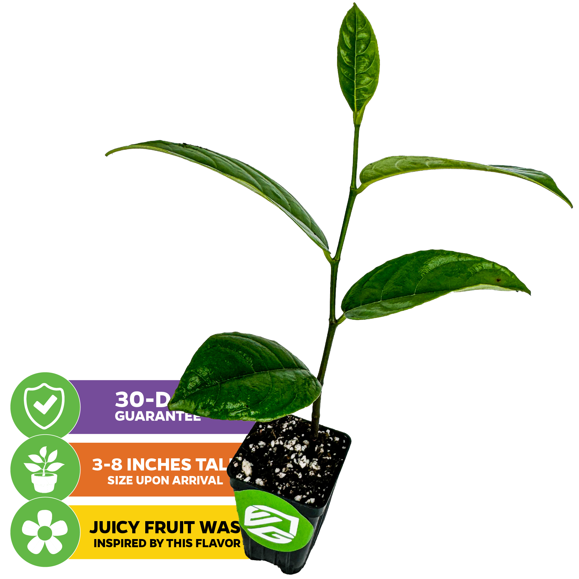 The Jackfruit Yellow Crunchy (Artocarpus heterophyllus) by Wellspring Gardens is a small potted plant with green leaves, 3–8 inches tall. Icons highlight: 30-day guarantee, size on arrival, and jackfruit inspiration from South Asia.