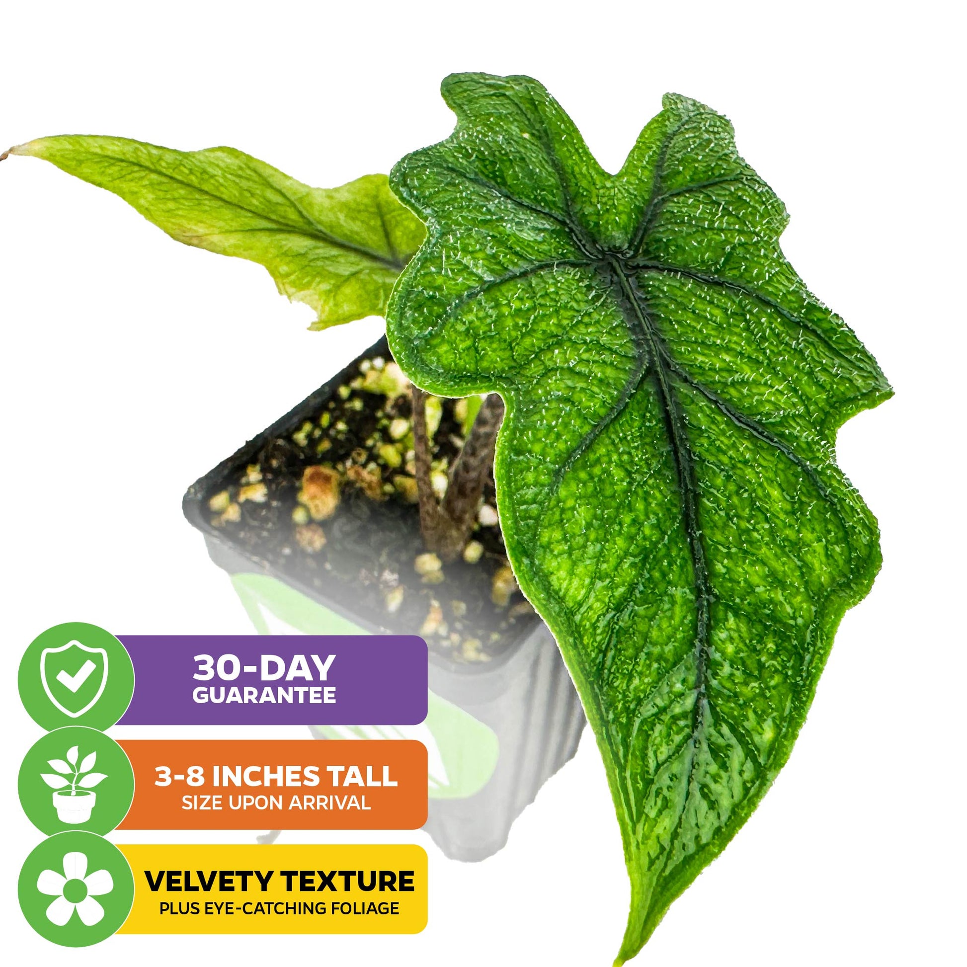 Alocasia Jacklyn - Alocasia tandurusa