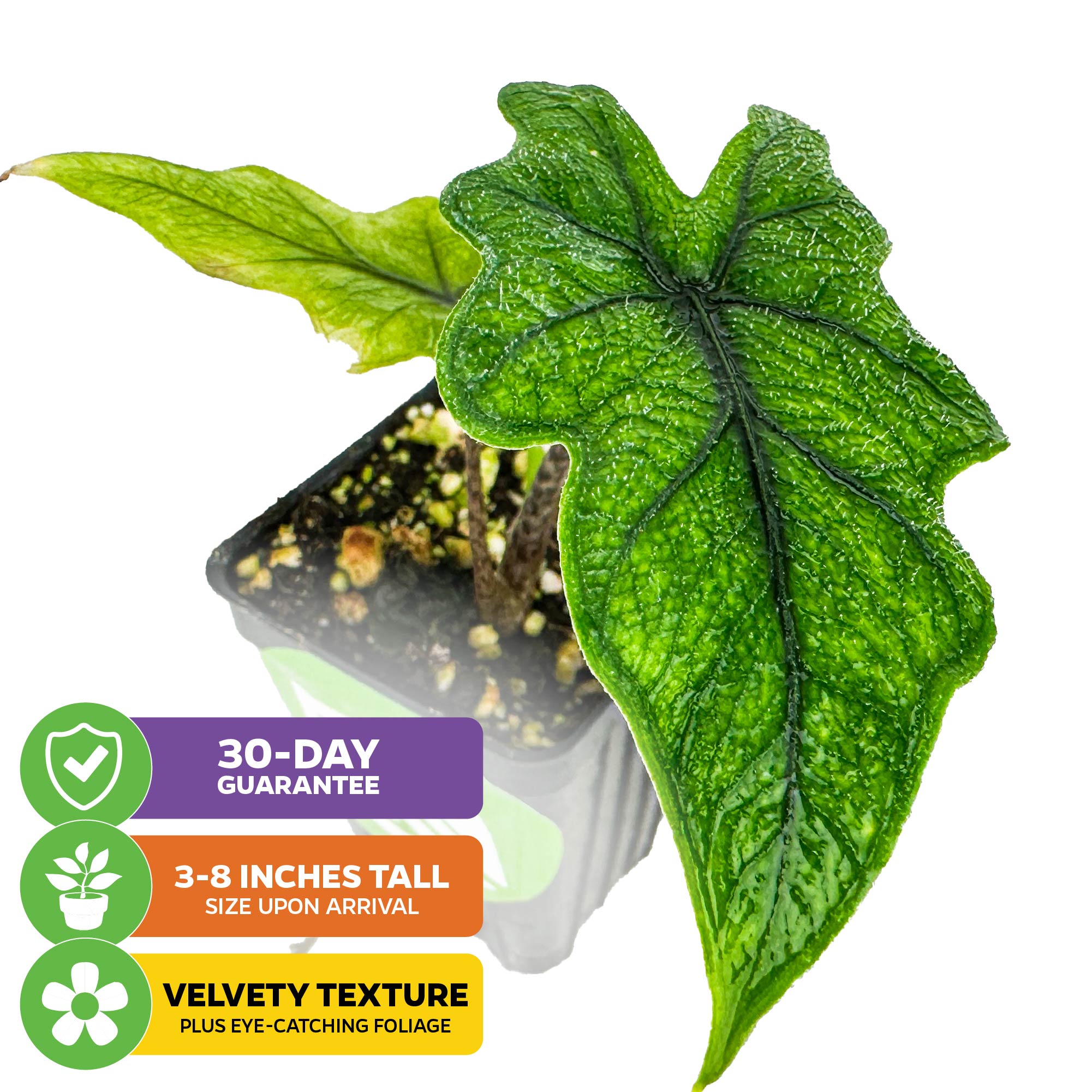 The Wellspring Gardens Alocasia Jacklyn (Alocasia tandurusa) features velvety, eye-catching foliage and large leaves. Ships at 3-8" tall with a 30-day guarantee. Known as an Elephant Ear plant, it makes a striking green addition to your space.