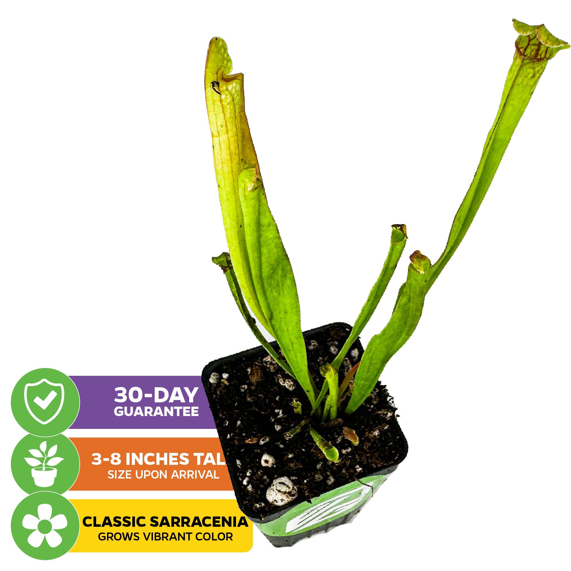 Judith Hindle Pitcher Plant Carnivorous - Sarracenia – Wellspring