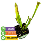 Judith Hindle Pitcher Plant Carnivorous - Sarracenia