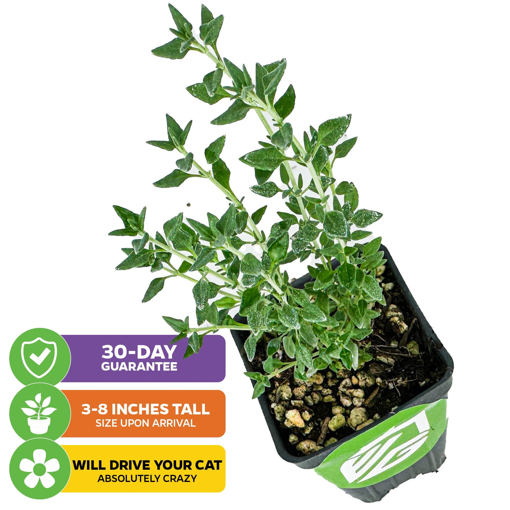 Kitty Crack (Cat Thyme) - Teucrium marum