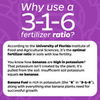Infographic shows why a 3-1-6 ratio suits low-fertility soils and meets banana plants’ high potassium needs. Wellspring Gardens Liquid Banana Fuel Fertilizer (32 FL OZ) is the ideal choice for healthy banana growth.