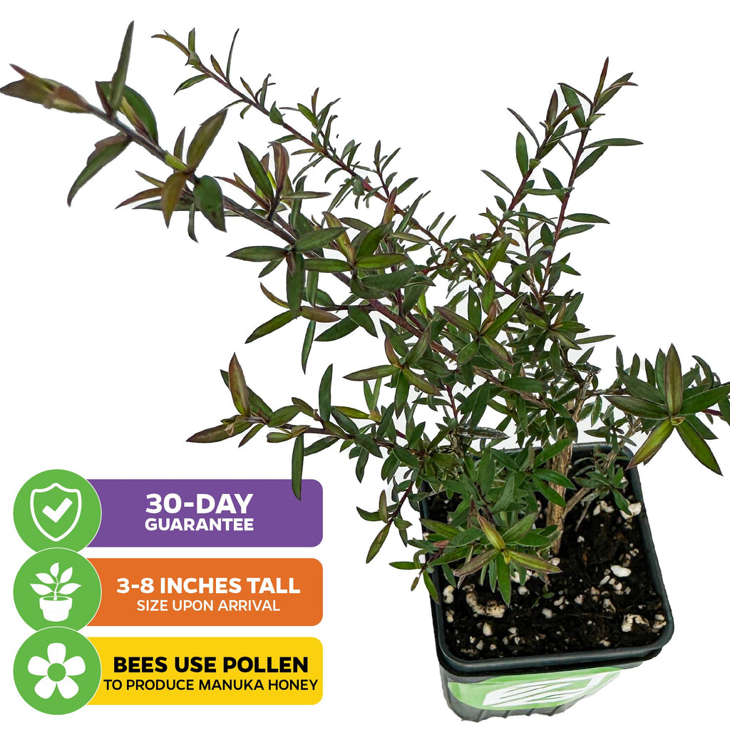 New Zealand Tea Tree Manuka Plant - Leptospermum scoparium