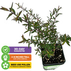 The Wellspring Gardens New Zealand Tea Tree Manuka Plant (Leptospermum scoparium) arrives 3-8" tall in a pot. Features slender green leaves; bees use its pollen for manuka honey. Includes 30-day guarantee. Displayed on a white background.