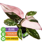A Marble Galaxy Philodendron (improved Pink Princess) by Wellspring Gardens, featuring striking green and pink variegated leaves. Overlays show a 30-day guarantee, 3-8 inch arrival height, and note it's an extra variegated version.