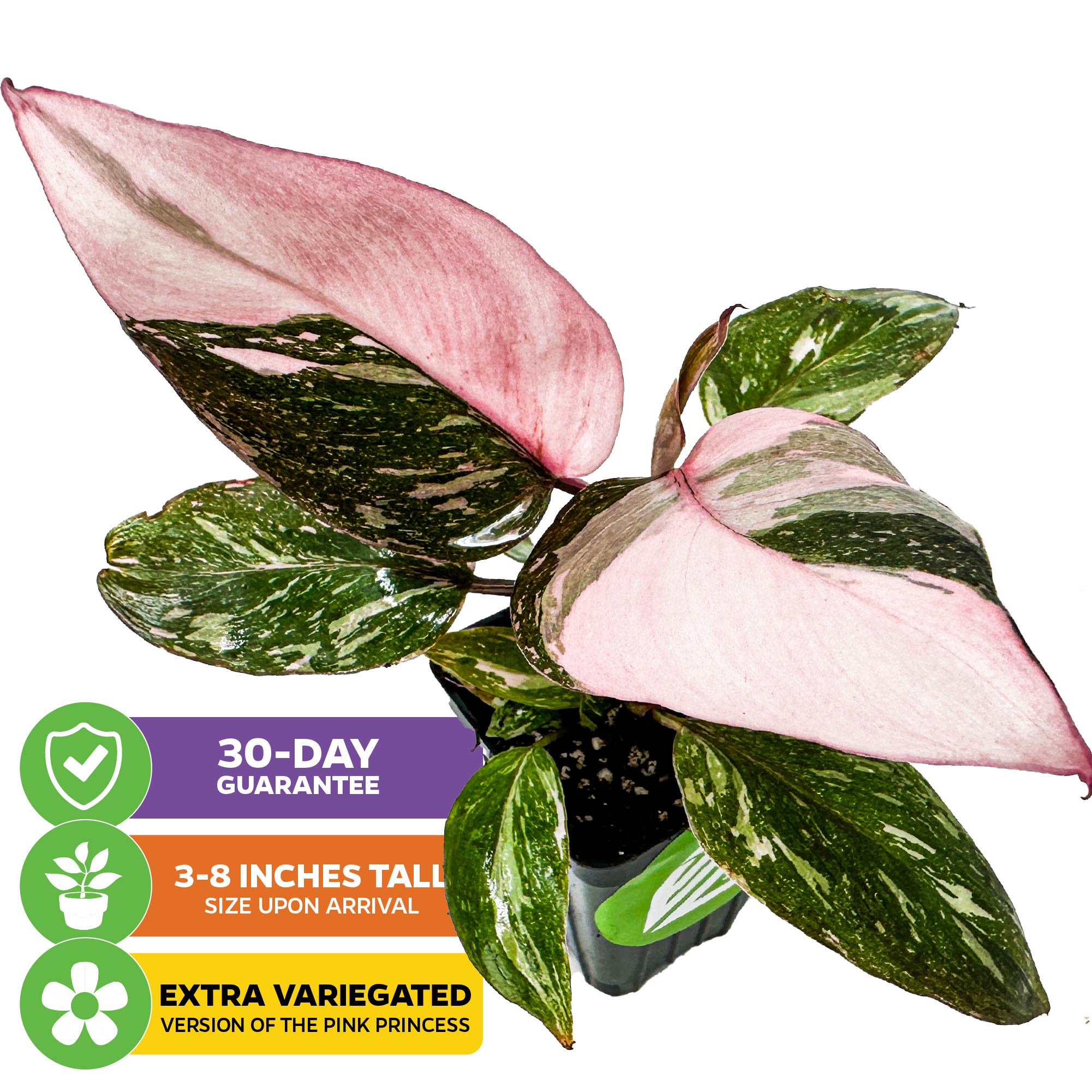 A Marble Galaxy Philodendron (improved Pink Princess) by Wellspring Gardens, featuring striking green and pink variegated leaves. Overlays show a 30-day guarantee, 3-8 inch arrival height, and note it's an extra variegated version.