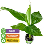 The Mona Lisa Banana - Musa acuminata by Wellspring Gardens is a potted hybrid with broad green leaves, arrives 3-8" tall, has disease-resistant roots from Honduras, and includes a 30-day guarantee.