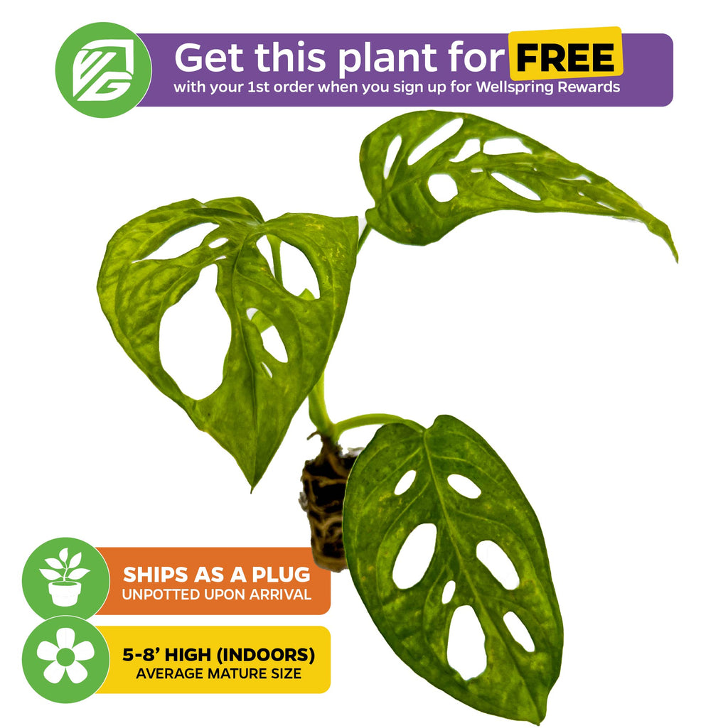 Monstera adansonii - Split-Leaf Philodendron/Swiss Cheese