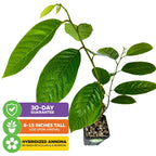 Painter's Cherilata (Grafted) - Annona cherimoya x reticulata
