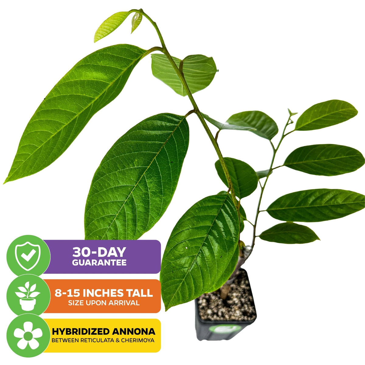 Painter's Cherilata (Grafted) - Annona cherimoya x reticulata