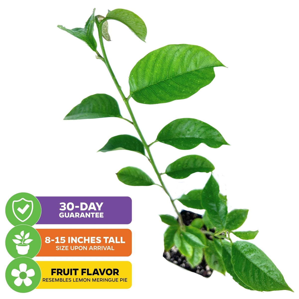 Rollinia Fruit (Biriba / Lemon Meringue Pie Fruit) - Rollinia deliciosa