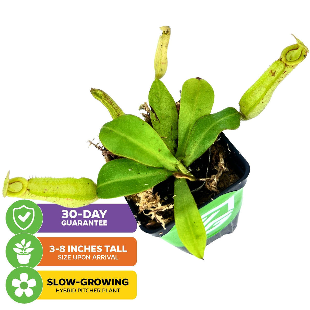 Nepenthes burbidgeae x edwardsiana 'Burbeddy' Pitcher Plant - Nepenthes