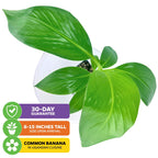 Matoke Banana (East African Highland Matooke) - Musa
