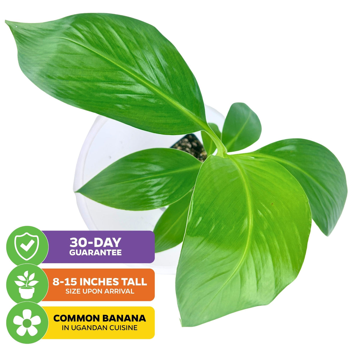 Matoke Banana (East African Highland Matooke) - Musa