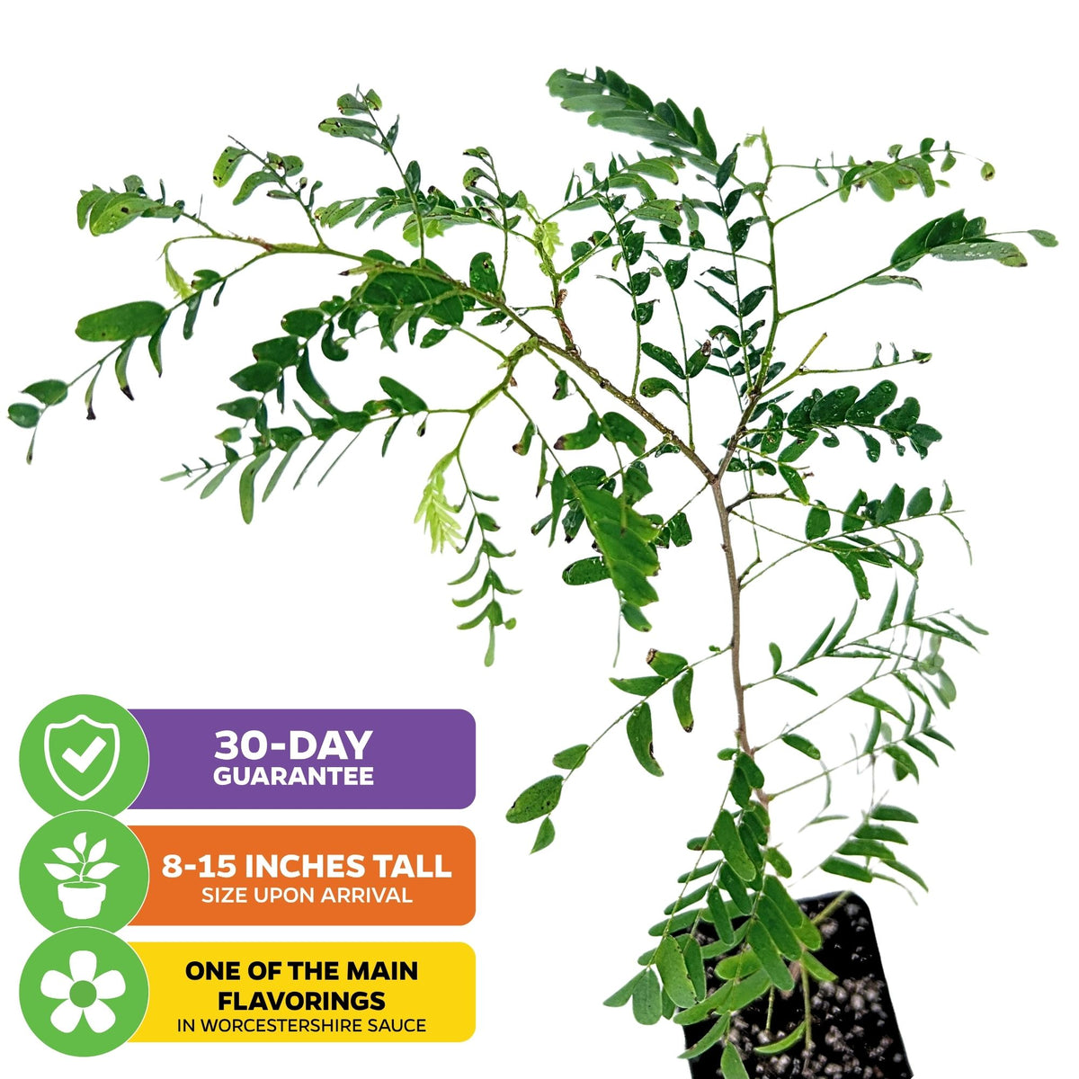 Tamarind Fruit Tree - Tamarindus indica