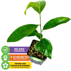 Black Sapote (Chocolate Pudding Fruit)- Diospyros nigra