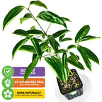 Cinnamon Tree - Cinnamomum zeylanicum