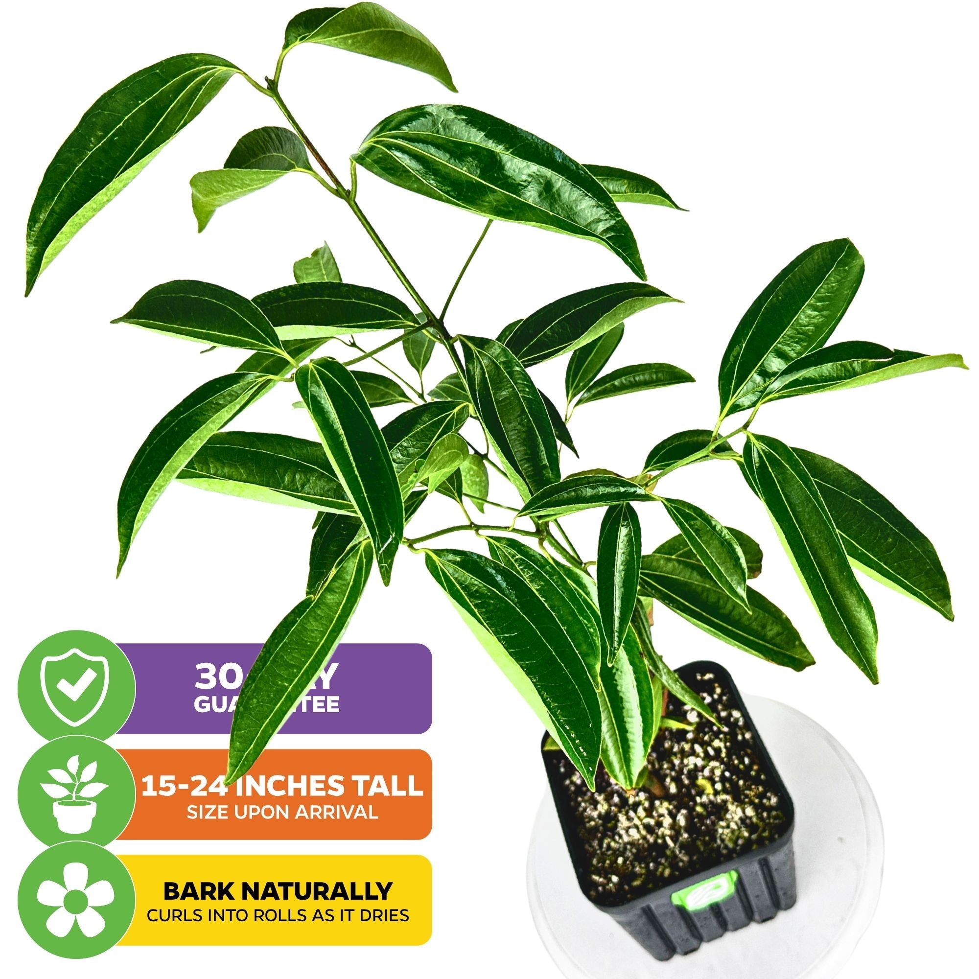 Cinnamon Tree - Cinnamomum zeylanicum