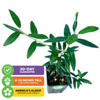 Mission Olive Tree (California Mission) - Olea Europaea