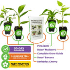 Food Forest Foundations Bundle (4): Banana, Mulberry, Pineapple & Tropical Cherry