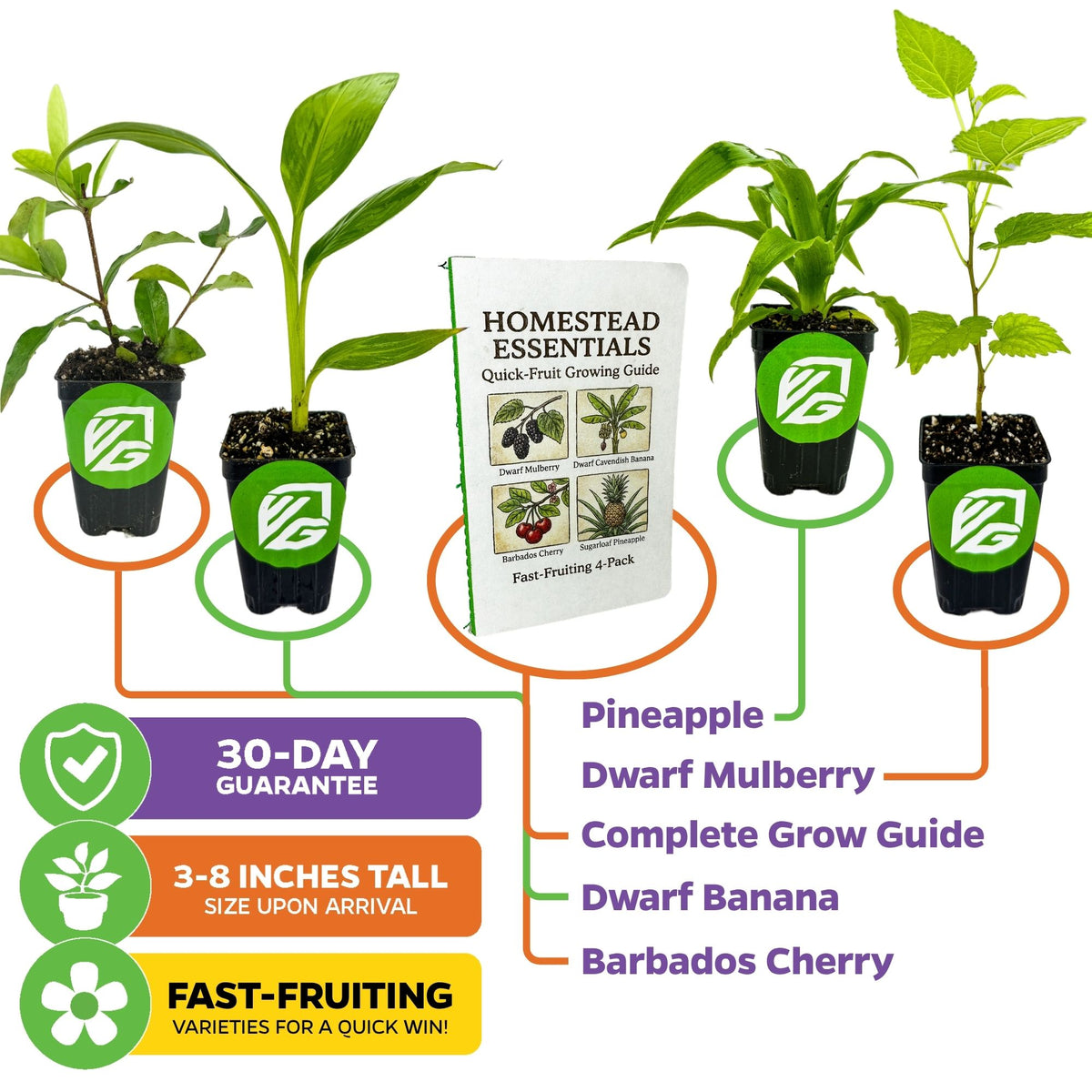 Food Forest Foundations Bundle (4): Banana, Mulberry, Pineapple & Tropical Cherry