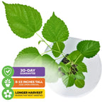 Illinois Everbearing Red Mulberry Tree - Morus rubra