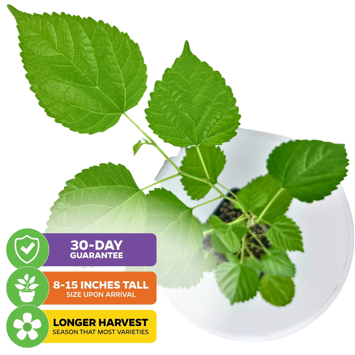 Illinois Everbearing Red Mulberry Tree - Morus rubra